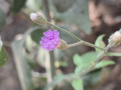little ironweed