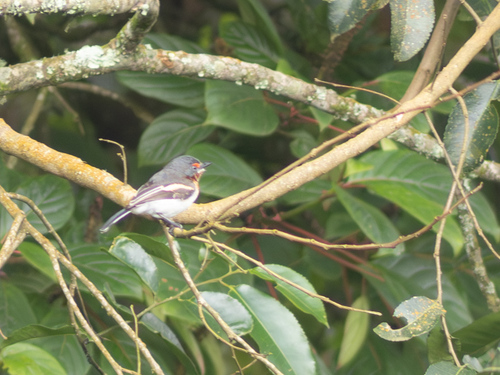 Brown-throated Wattle-eye