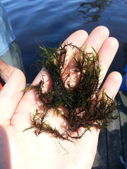 Sphagnum cribrosum