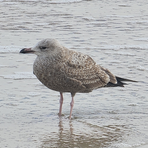 American Herring Gull observed by flashberry