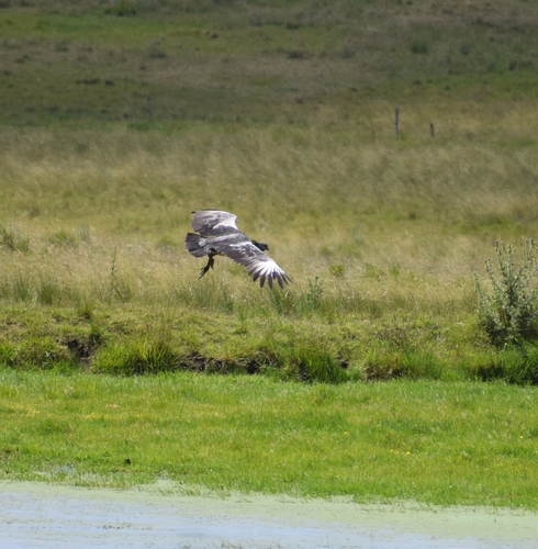 Southern Screamer