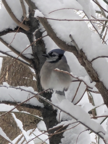 Blue Jay observed by mosquitoproof