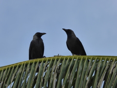 Corvus splendens maledivicus