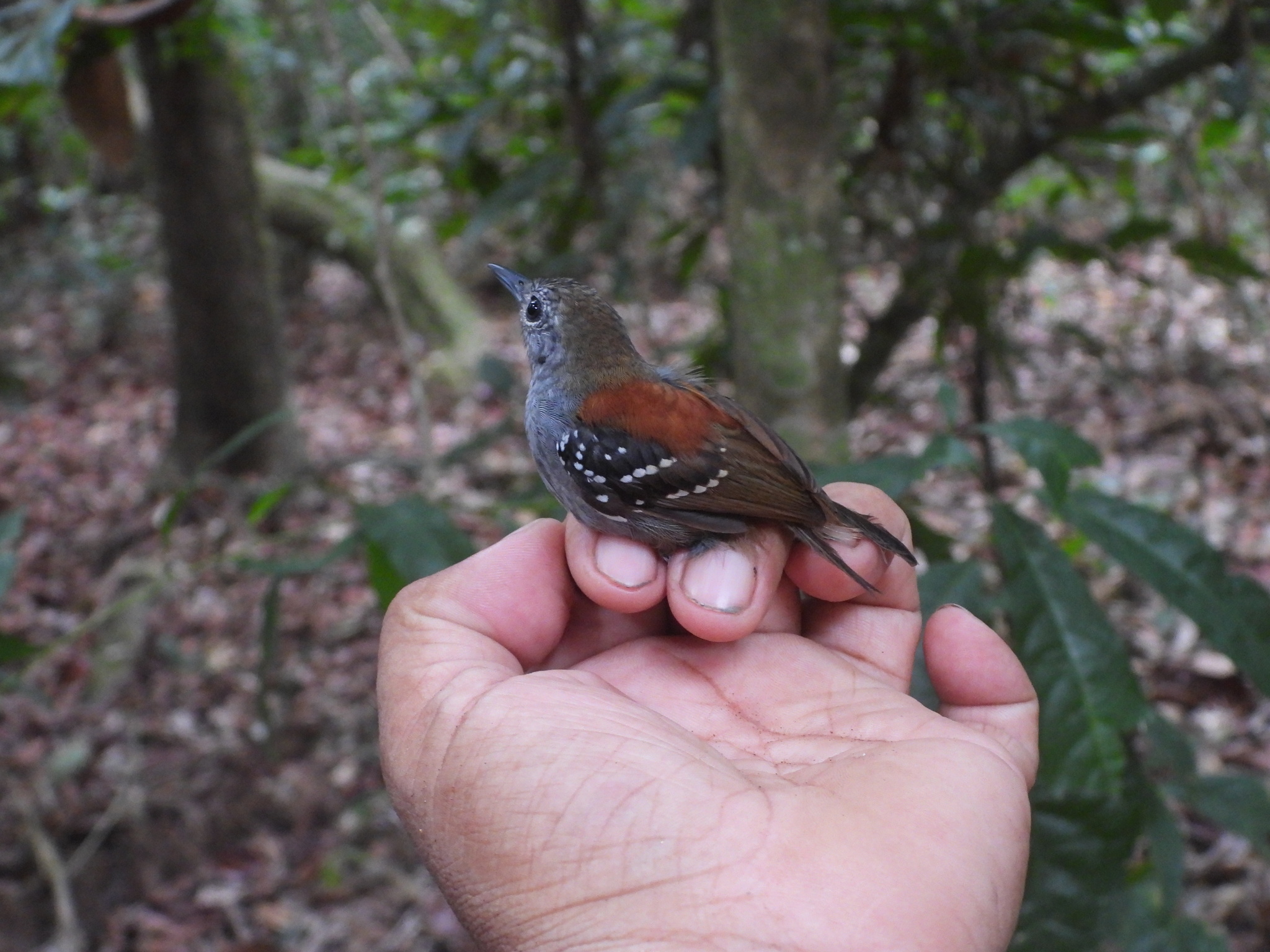 Rufous-backed Stipplethroat (Epinecrophylla haematonota), photo 2