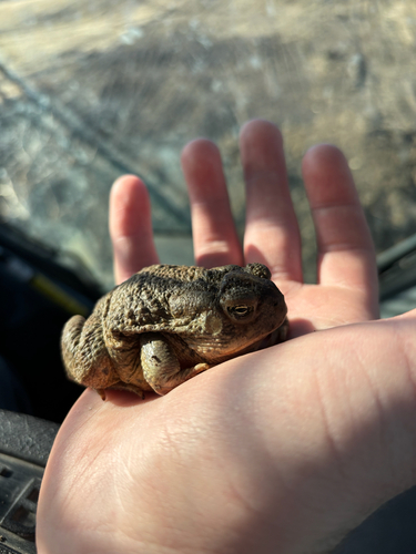 Woodhouse's Toad observed by envy_eao