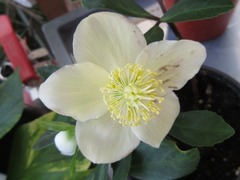 Helleborus