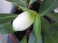 Helleborus