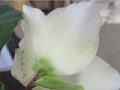 Helleborus