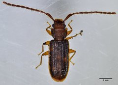 Uleiota truncata