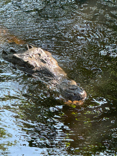 American Crocodile observed by cheeseville