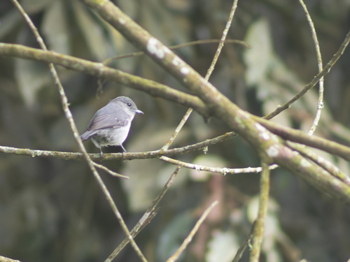 White-eyed Slaty-Flycatcher