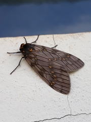 Machadoia xanthosticta