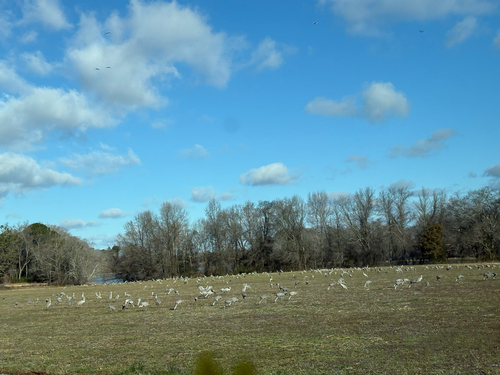 Sandhill Crane observed by raquelii