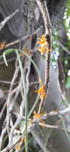 Tridactyle filifolia