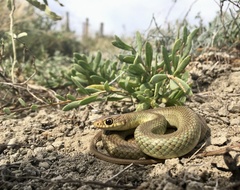 Coluber constrictor oaxaca