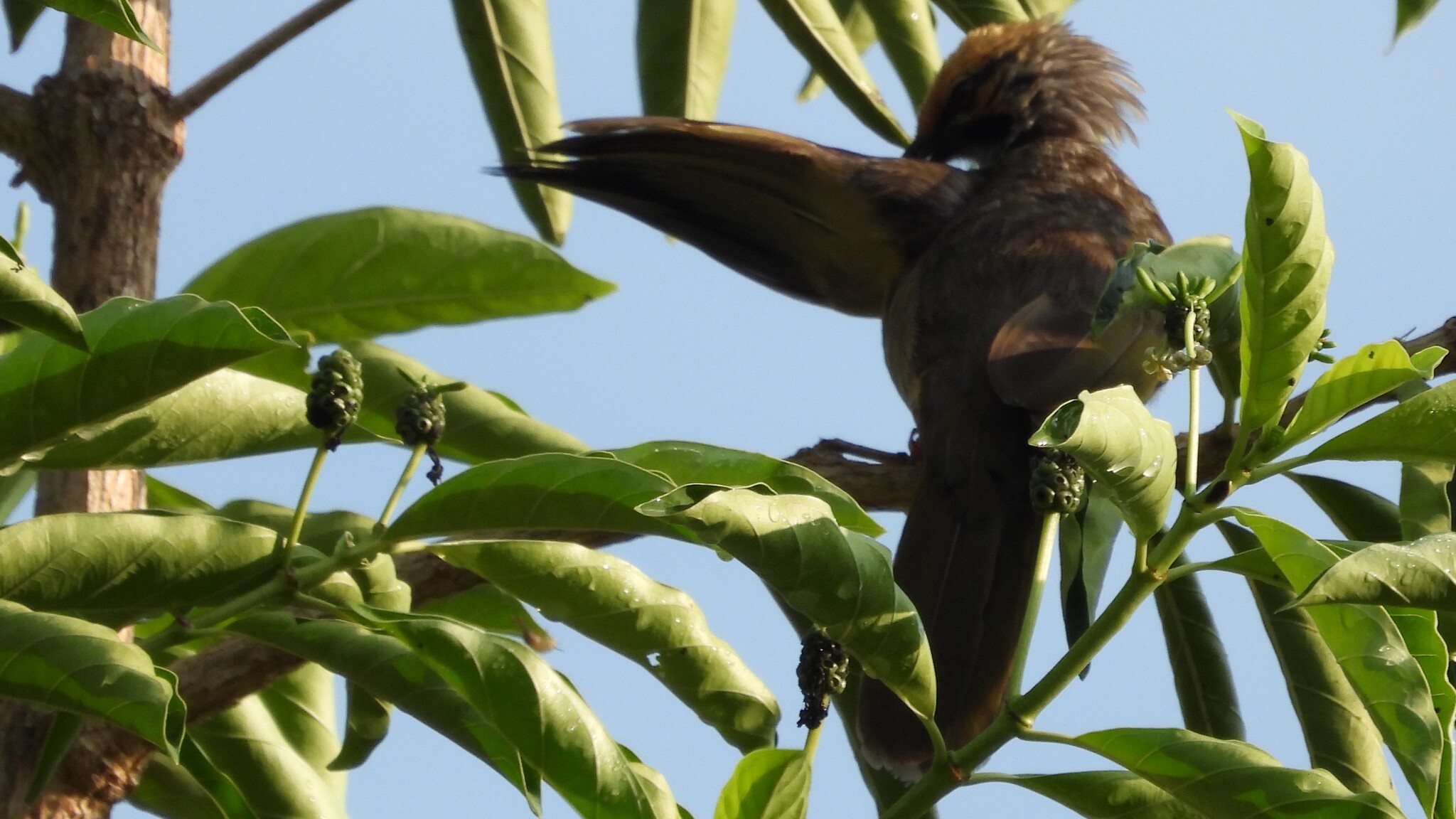 Straw-headed Bulbul (Pycnonotus zeylanicus), photo 4