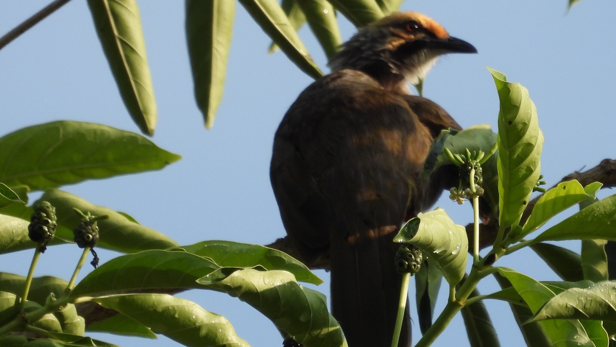 Straw-headed Bulbul (Pycnonotus zeylanicus), photo 5