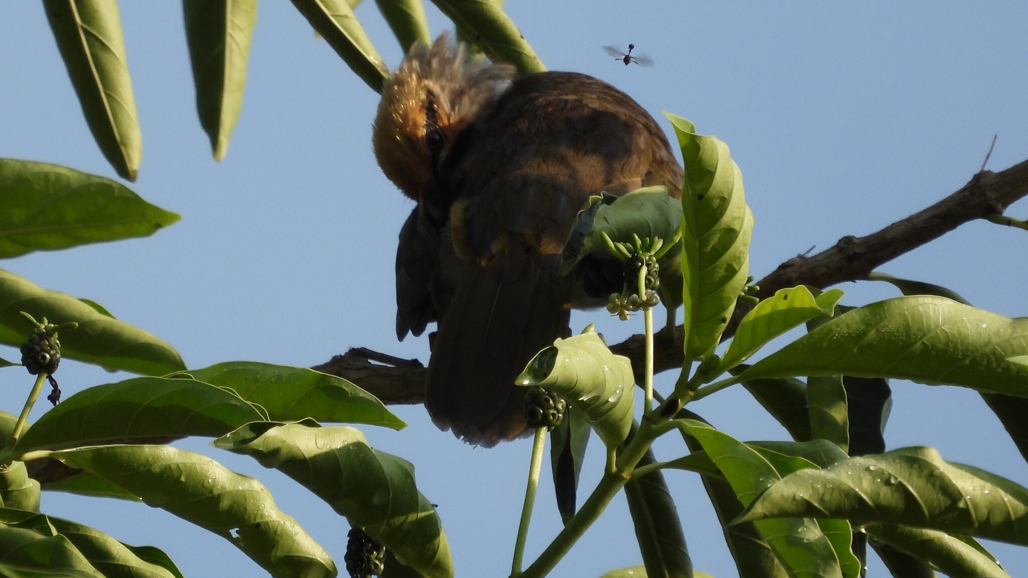 Straw-headed Bulbul (Pycnonotus zeylanicus), photo 6
