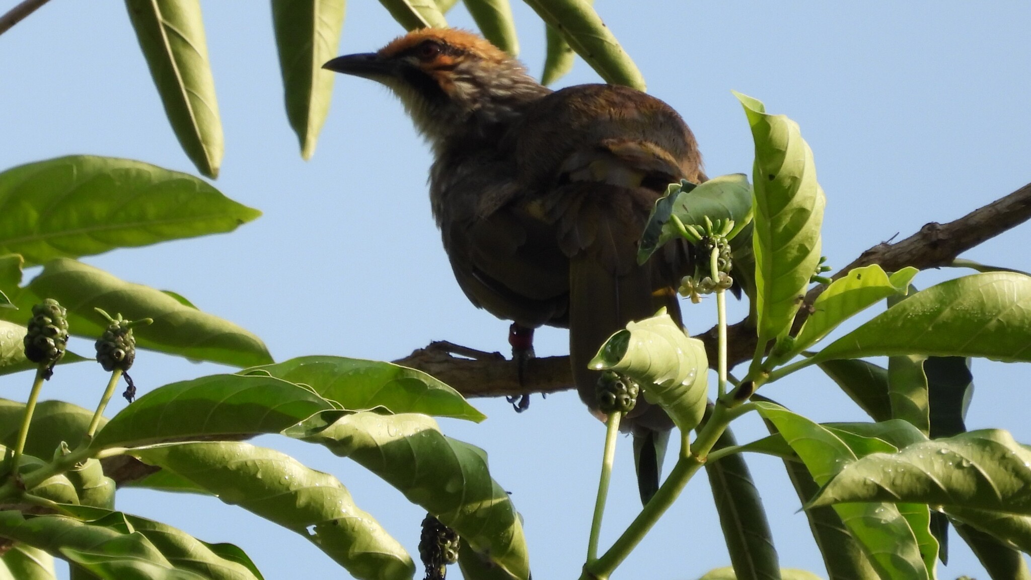 Straw-headed Bulbul (Pycnonotus zeylanicus), photo 7