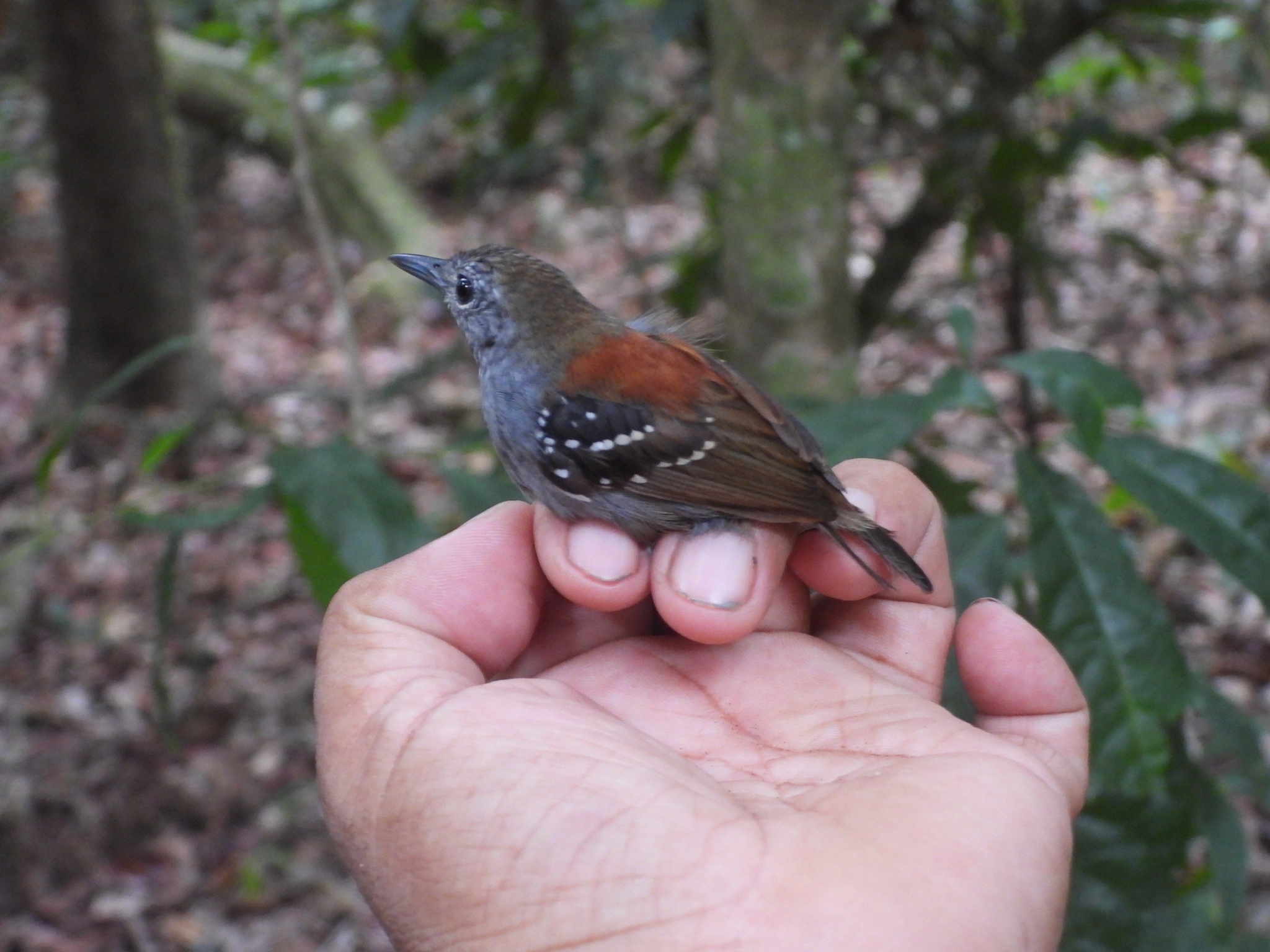 Rufous-backed Stipplethroat (Epinecrophylla haematonota), photo 3