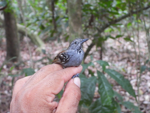 Rufous-backed Stipplethroat (Epinecrophylla haematonota), photo 4