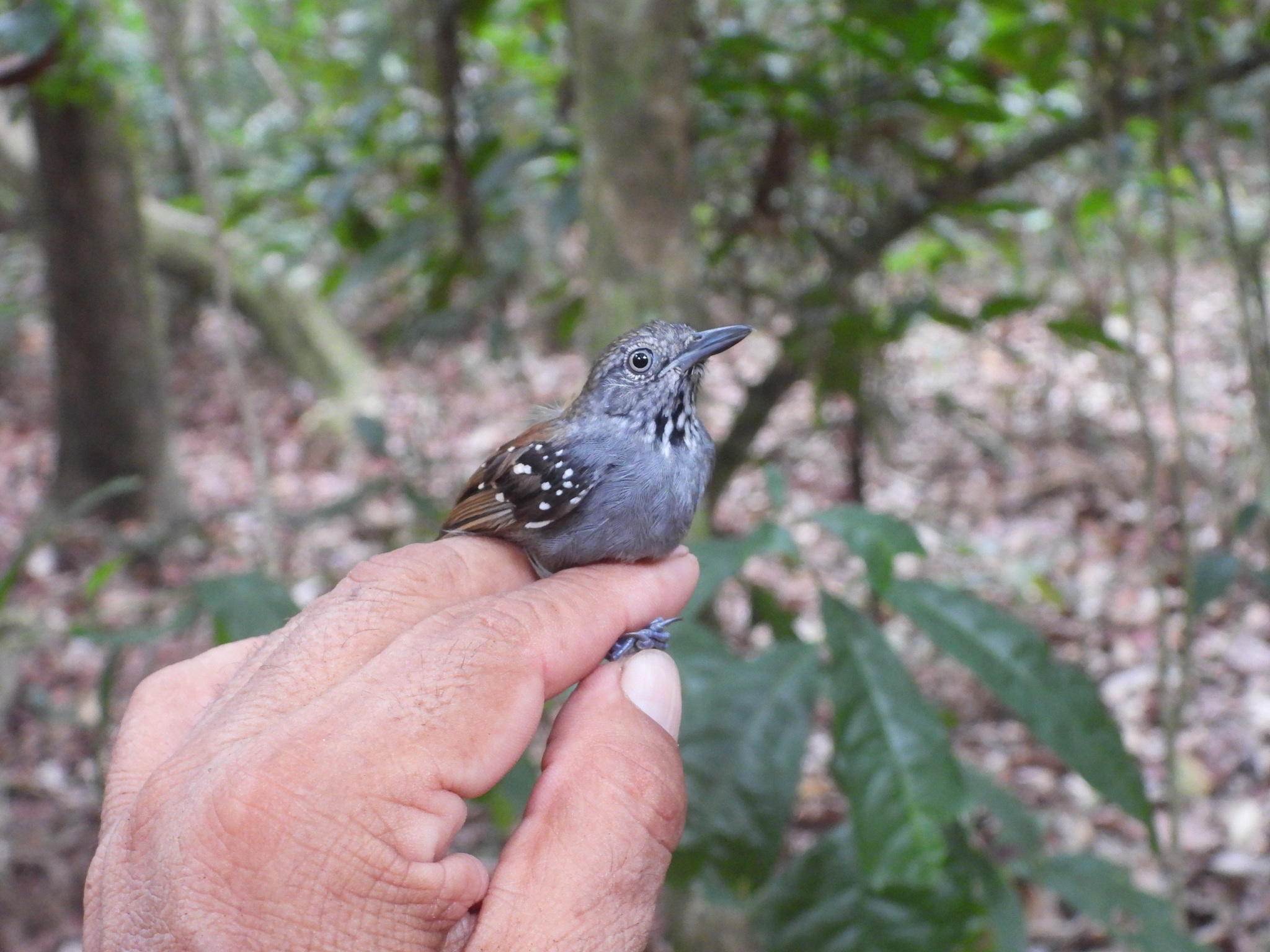 Rufous-backed Stipplethroat (Epinecrophylla haematonota), photo 4