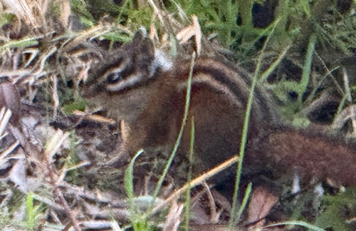 Sonoma Chipmunk observed by skyelion48