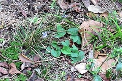 Viola walteri