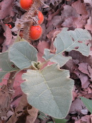 Solanum candidum