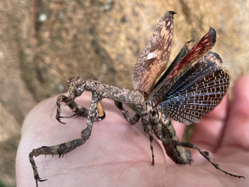 African Twig Mantis