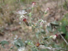 Brickellia paniculata