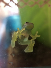 Cochranella resplendens