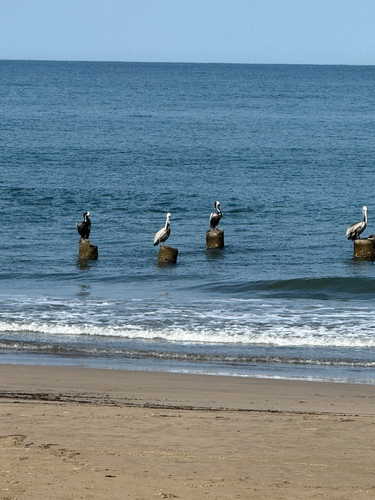 Brown Pelican observed by cheeseville