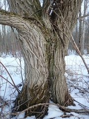 Salix × fragilis vitellina
