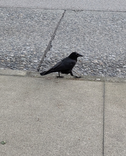 American Crow observed by jlab27