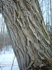 Salix × fragilis vitellina