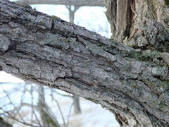 Salix × fragilis vitellina