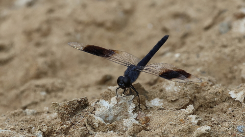 Northern Banded Groundling