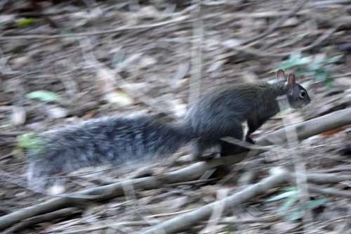 Western Gray Squirrel observed by edwardrooks