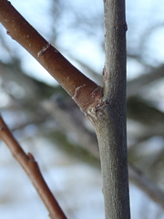 Salix × fragilis vitellina