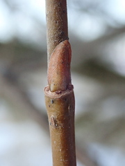 Salix × fragilis vitellina