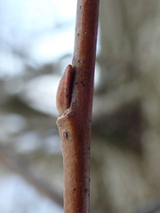 Salix × fragilis vitellina
