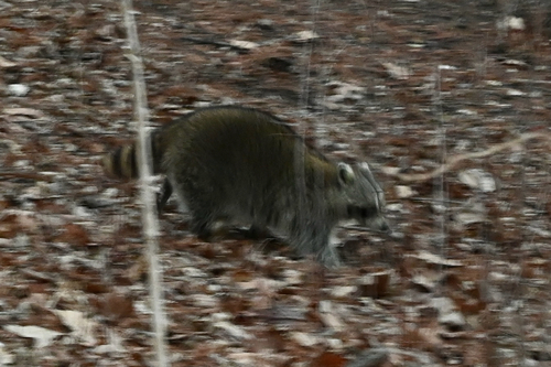 Common Raccoon observed by jiwon61785