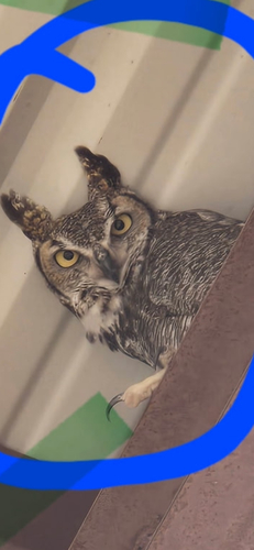 Great Horned Owl observed by nrcbs