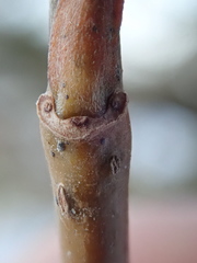 Salix × fragilis vitellina