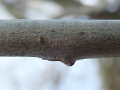 Salix × fragilis vitellina