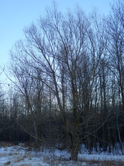 Salix × fragilis vitellina