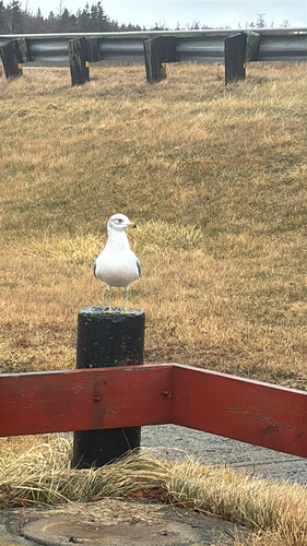 Ring-billed Gull observed by rileycsm