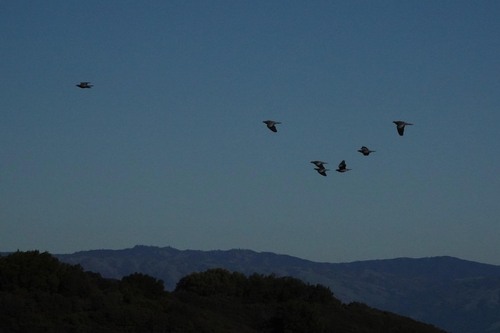 Band-tailed Pigeon observed by edwardrooks