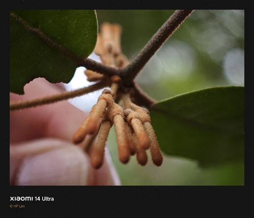 Scurrula ferruginea observed 2026-01-15